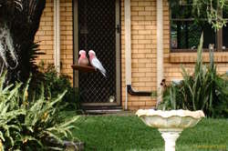 Galahs
