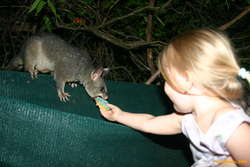 Possums love cake
