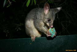 Possum with a patty cake

