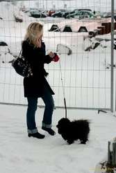 Trendy dog walking
