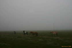 Foggy drive home
