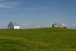 Buttercups, buttercups
