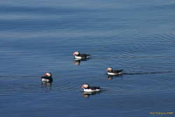 Puffins loitering
