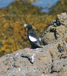 Svartfugl/Guillemot with something tasty
