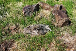 Surprised Eider duck
