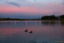 Ducks on the pond
