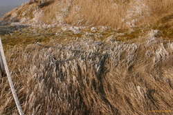 Icy grass
