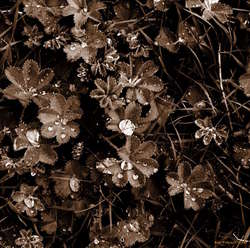 Water on the leaves
