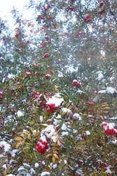 Snow on the rowan tree
