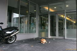 Downtown kitty

