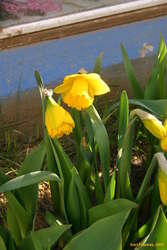 My first daffodil!

