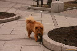 Groovy dog
