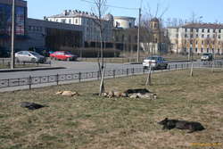 Russian dogs
