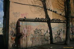 Birds in a row
