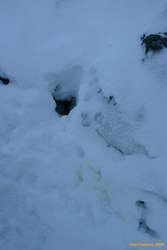 We found a fox/mink burrow
