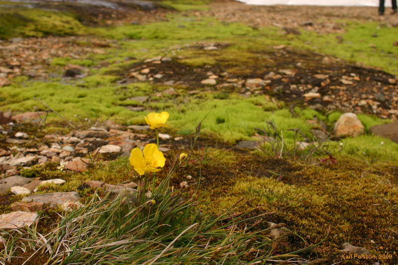 Flowers at Stórihver
