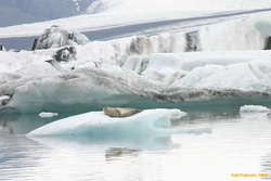 Seal in Jökulsárlón
