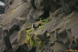All the other puffins were out at sea
