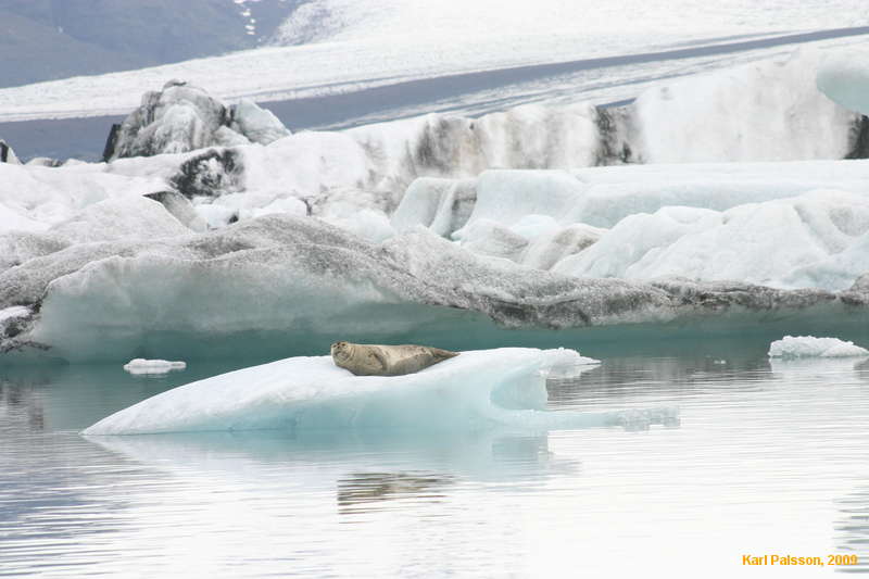 Seal in Jökulsárlón
