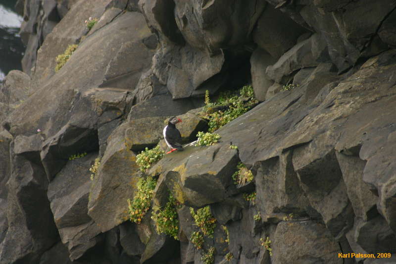 All the other puffins were out at sea
