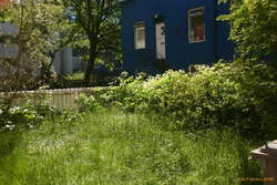 Wild neighbours yard
