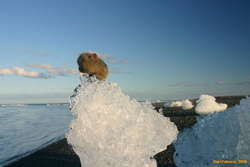 Wombat on an iceberg
