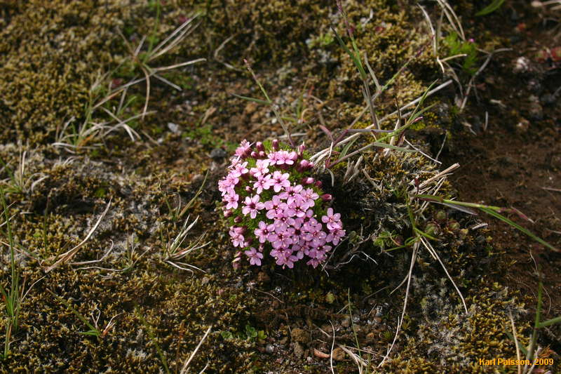 Flowers for my mum
