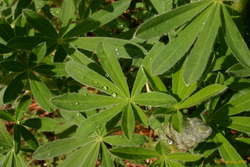 Water on lupines
