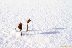 Frozen sprouts
