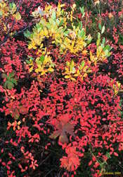 Autumn colours
