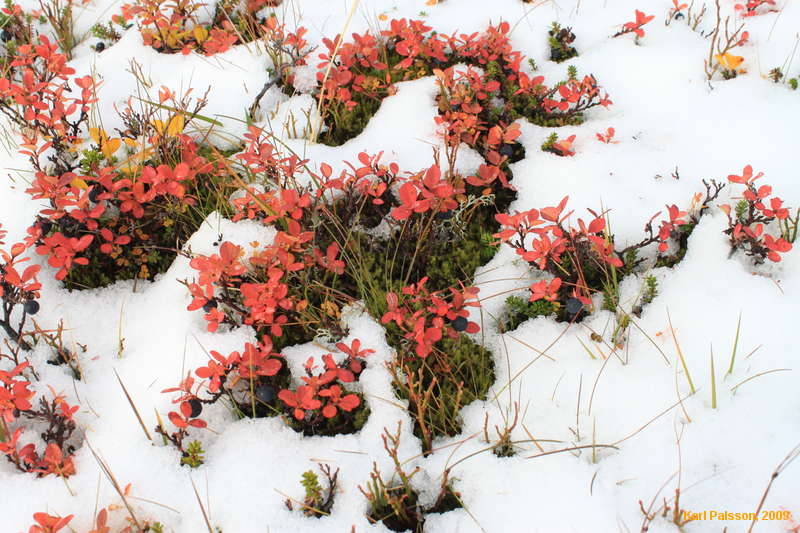 First snow on autumn berries
