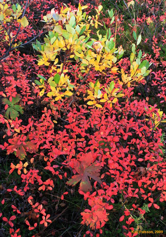 Autumn colours
