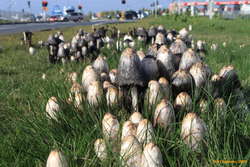 Mushrooms
