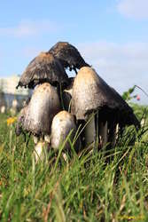 Mushrooms
