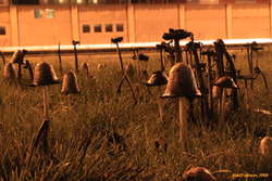 Cars rushing by mushrooms
