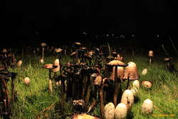 Deadly acres
