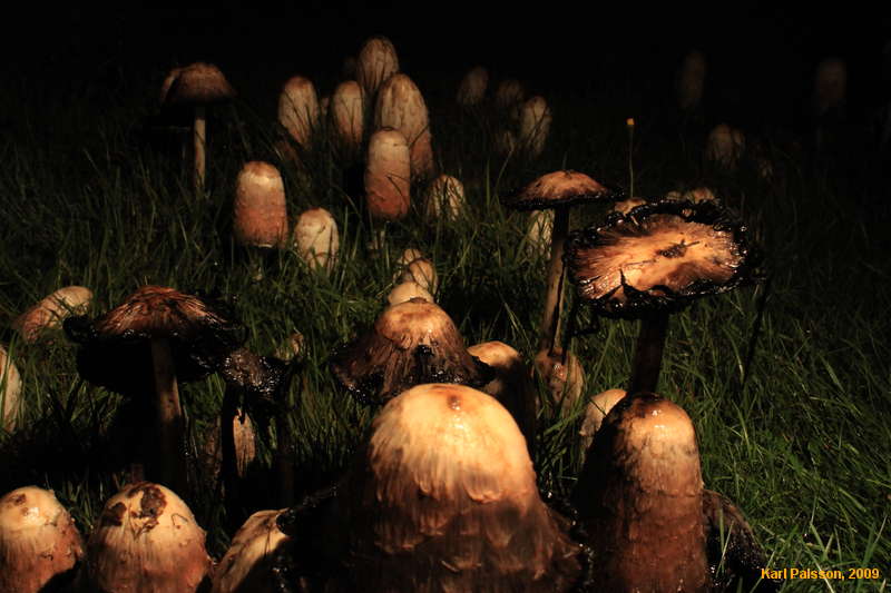 Mushroom vista
