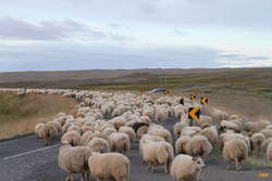 Sheep on the move
