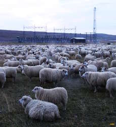 Steaming sheep

