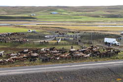 Sorting out the first round of horses
