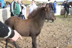 Baby horse

