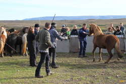 Sorting horses
