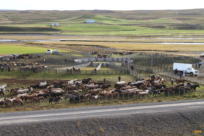 Sorting out the first round of horses
