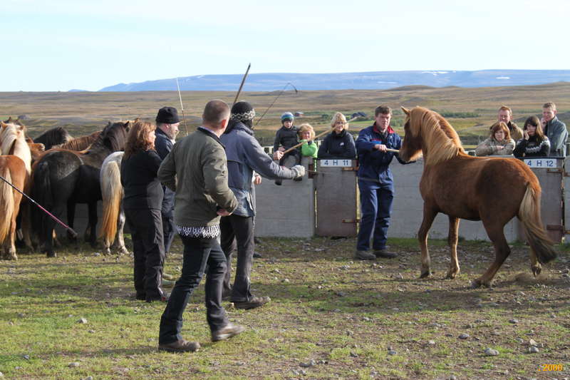 Sorting horses
