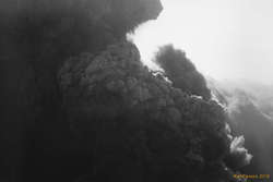Plume detail