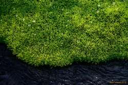 Wet moss