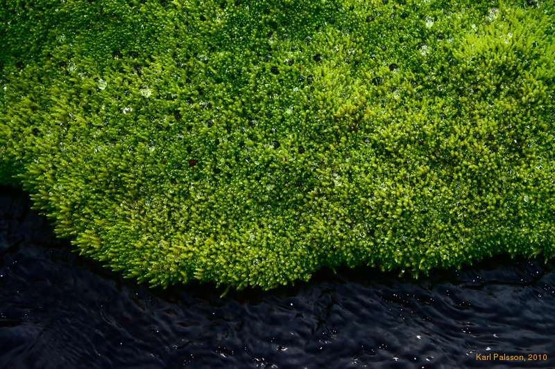 Wet moss