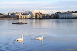 Swans on the pond
