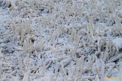 A touch of frost