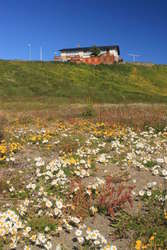 Happy flowers growing near the shore